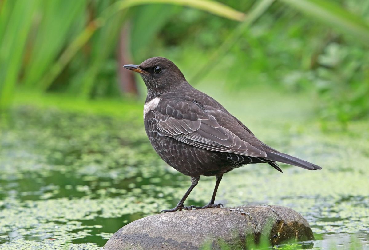RING OUZEL Turdus Torquatus Songbird Factfile ring-ouzel-turdus-torquatus-songbird-factfile